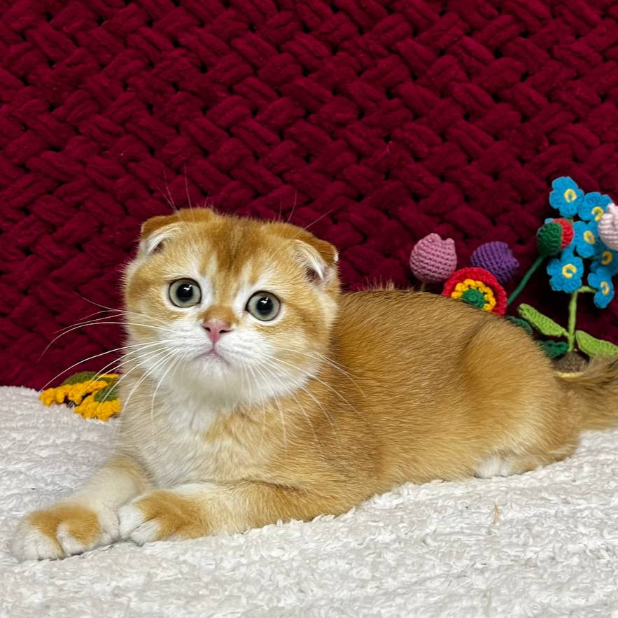 Winston