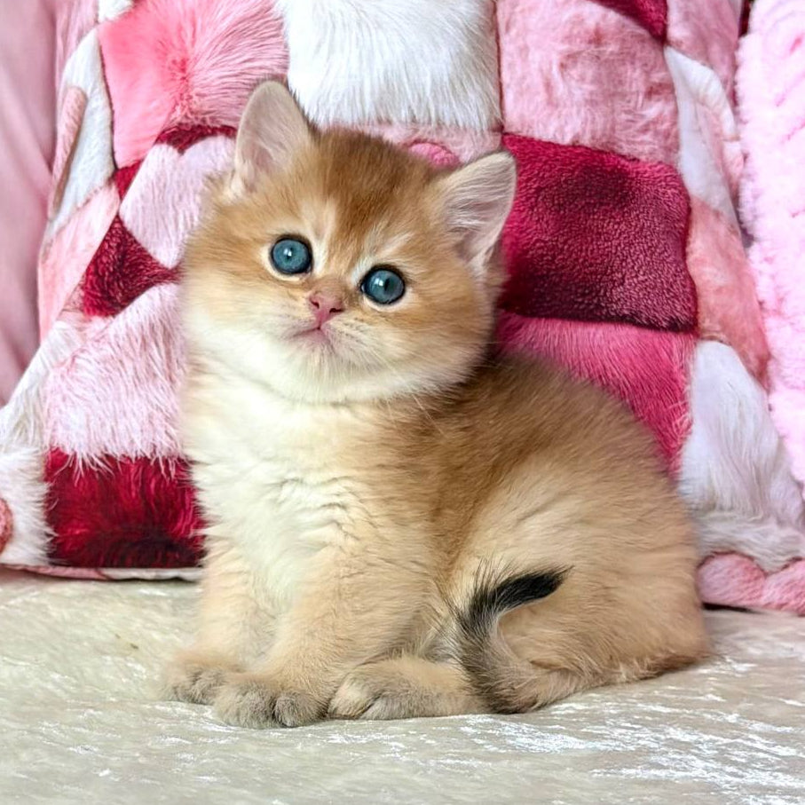 
                  
                    Alan
                  
                