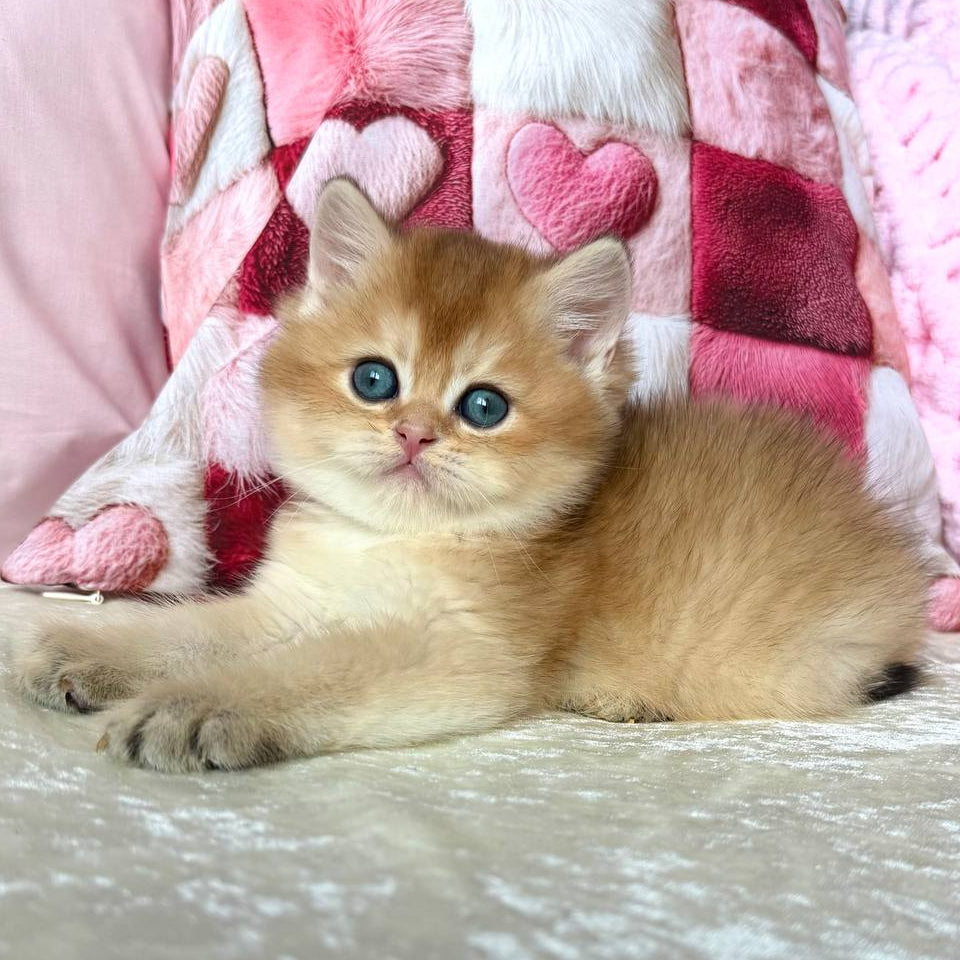 
                  
                    Alan
                  
                