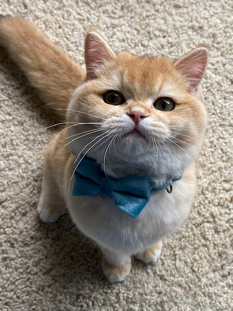 Chester