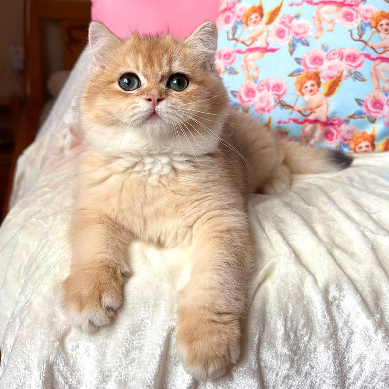Simba