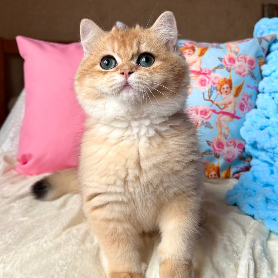 
                  
                    Simba
                  
                