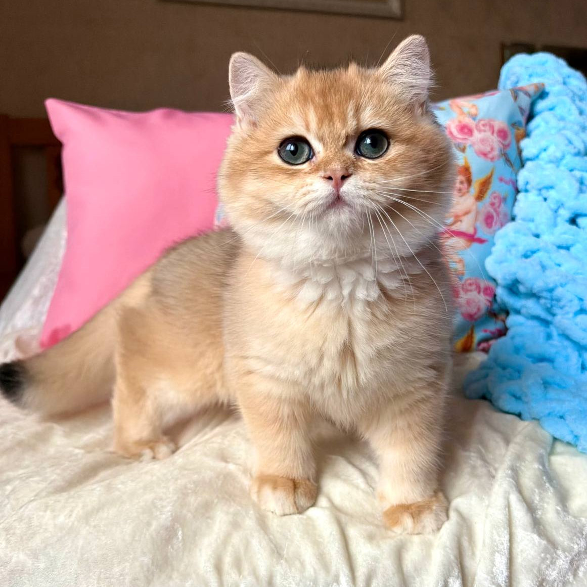
                  
                    Simba
                  
                