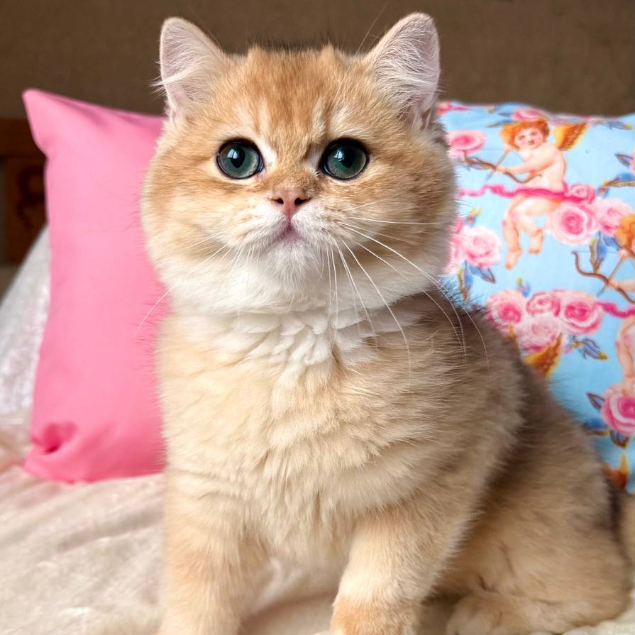 
                  
                    Simba
                  
                