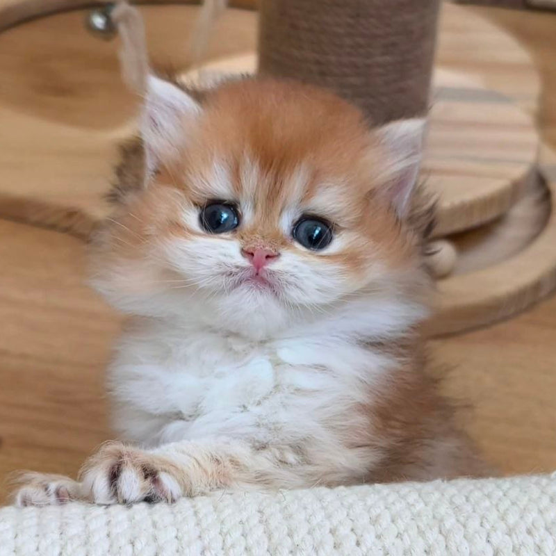 Napoleon