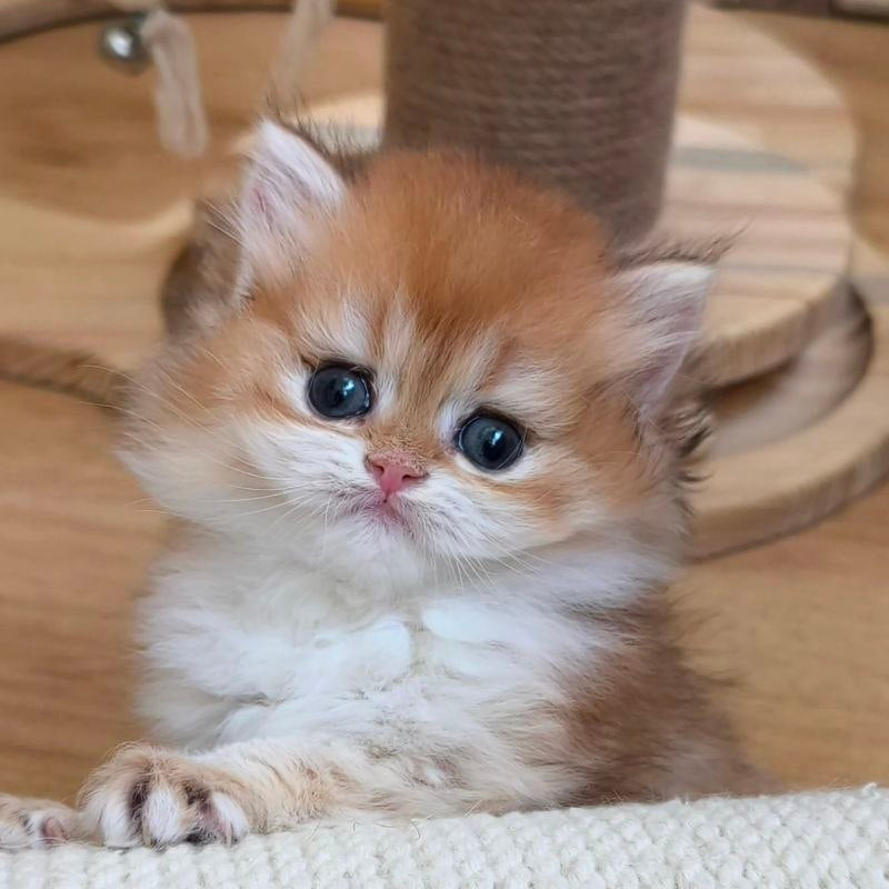 
                  
                    Napoleon
                  
                