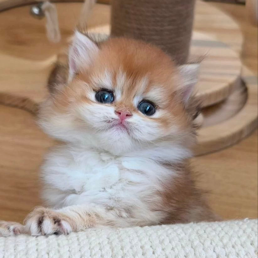 
                  
                    Napoleon
                  
                