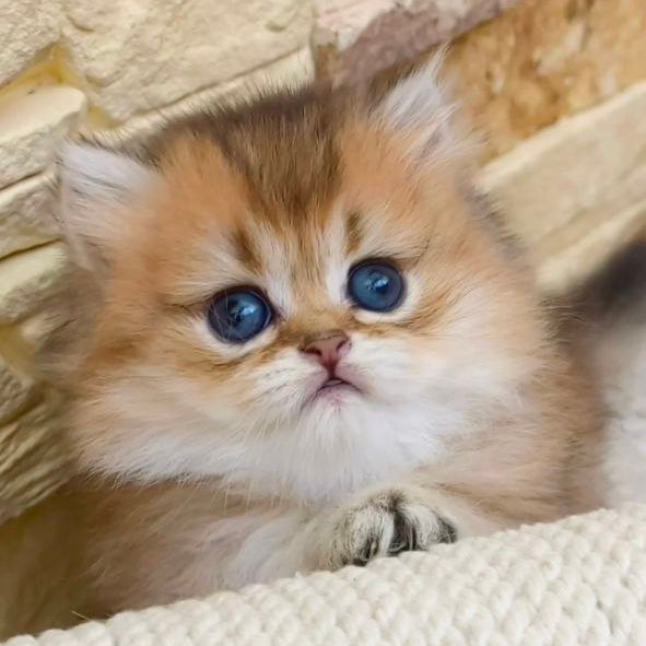 Kleo