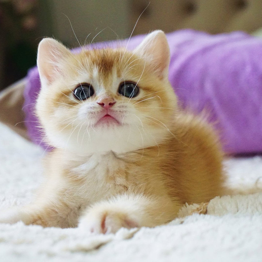 Kitty