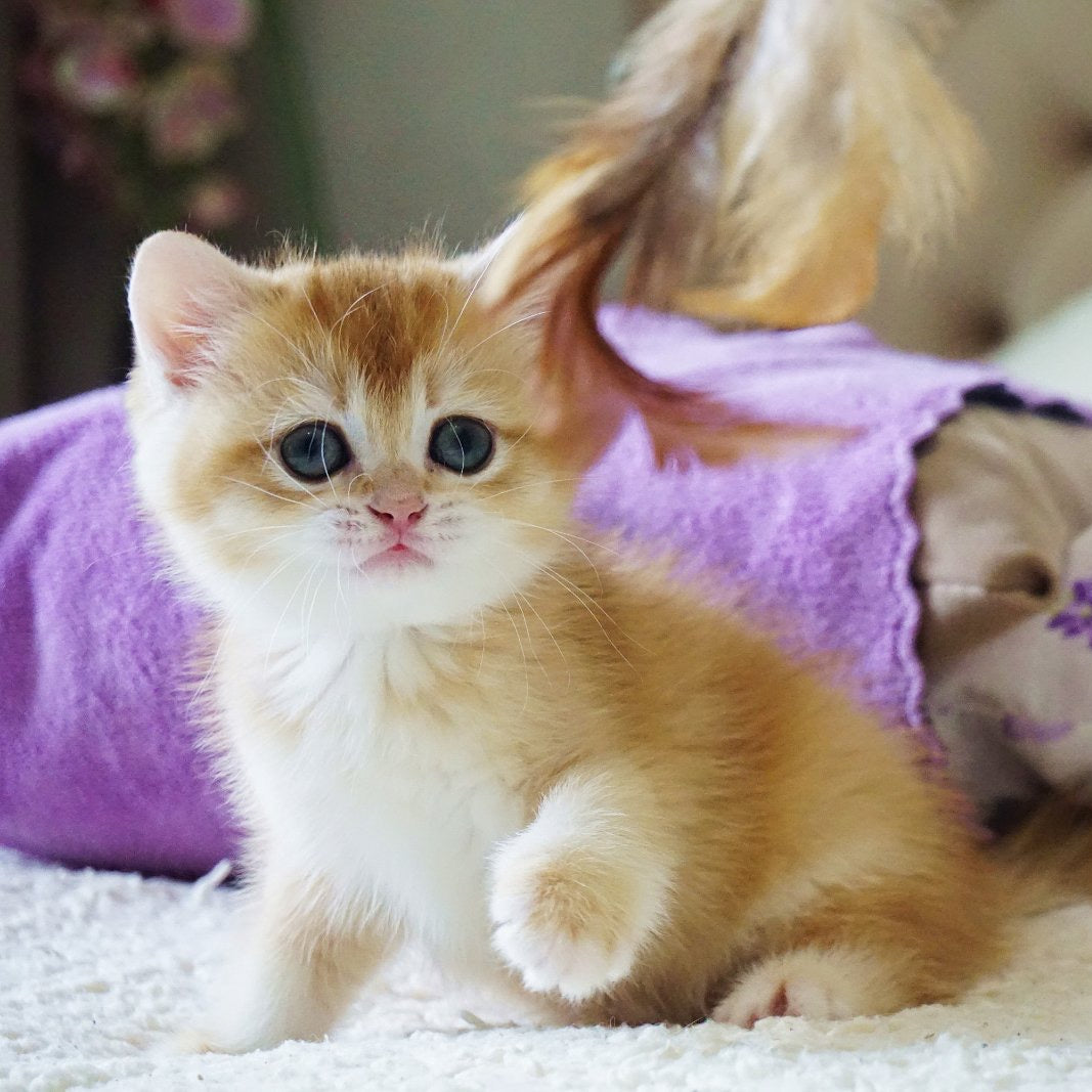 
                  
                    Kitty
                  
                