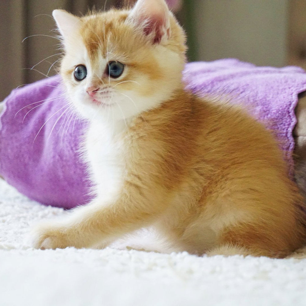 
                  
                    Kitty
                  
                