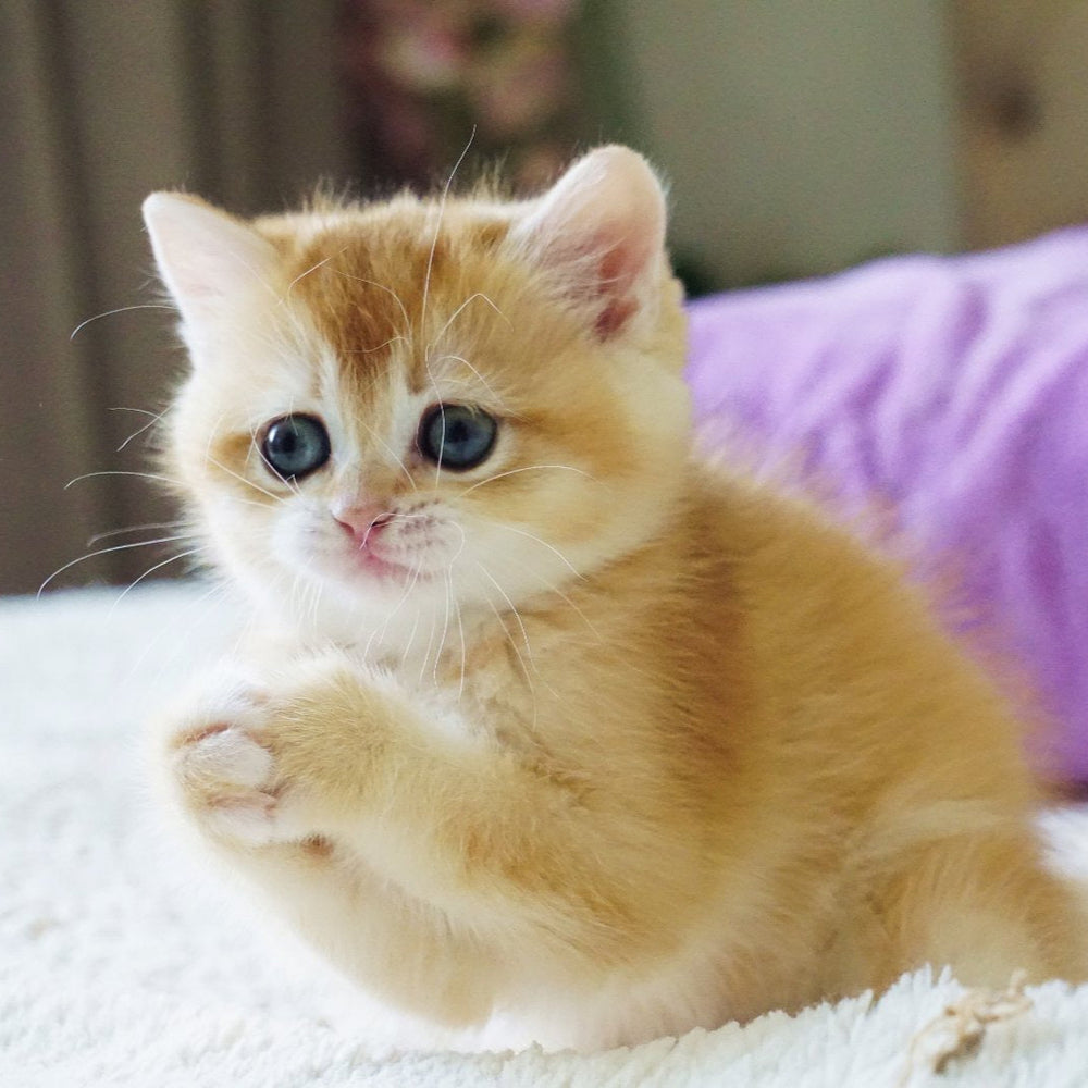 
                  
                    Kitty
                  
                