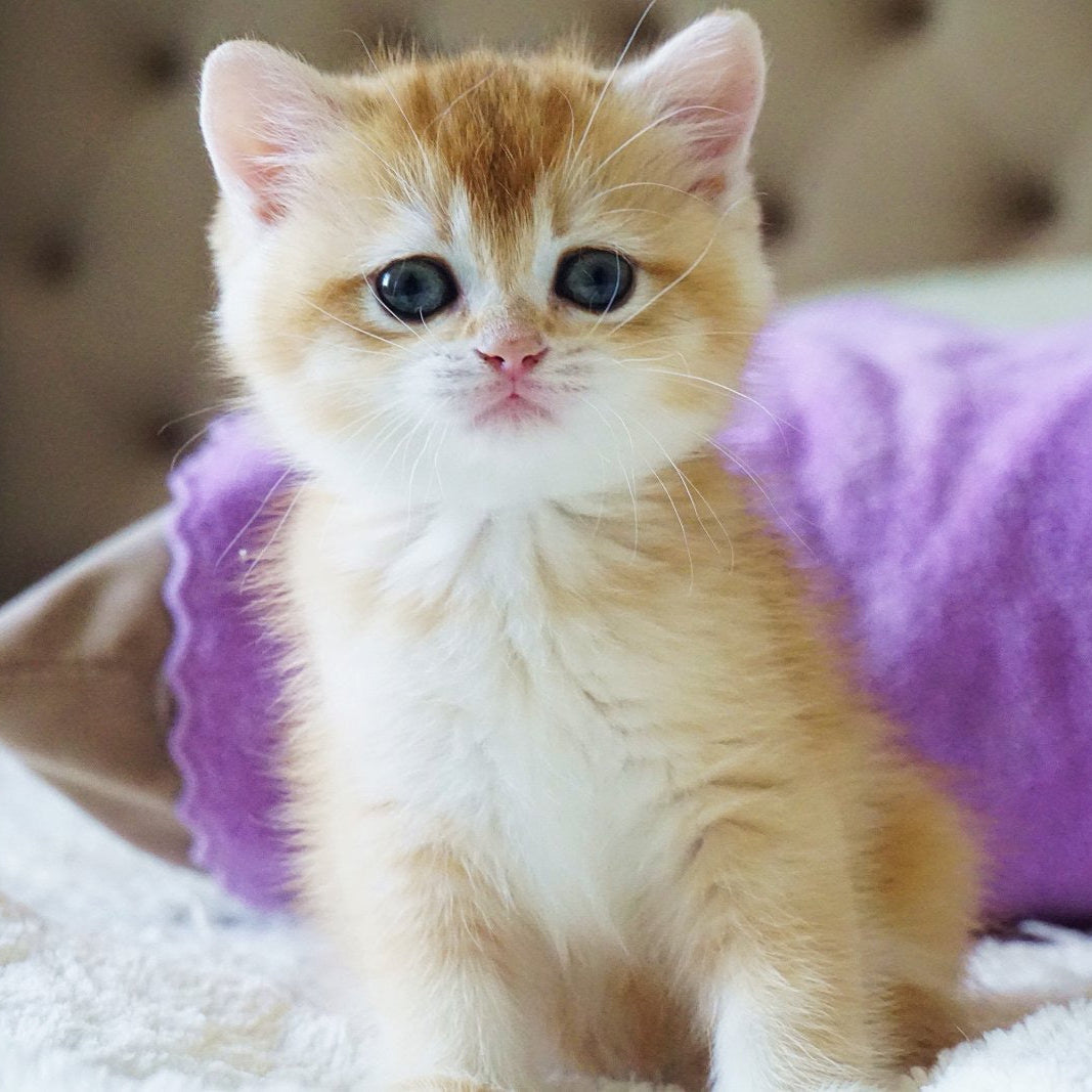 
                  
                    Kitty
                  
                