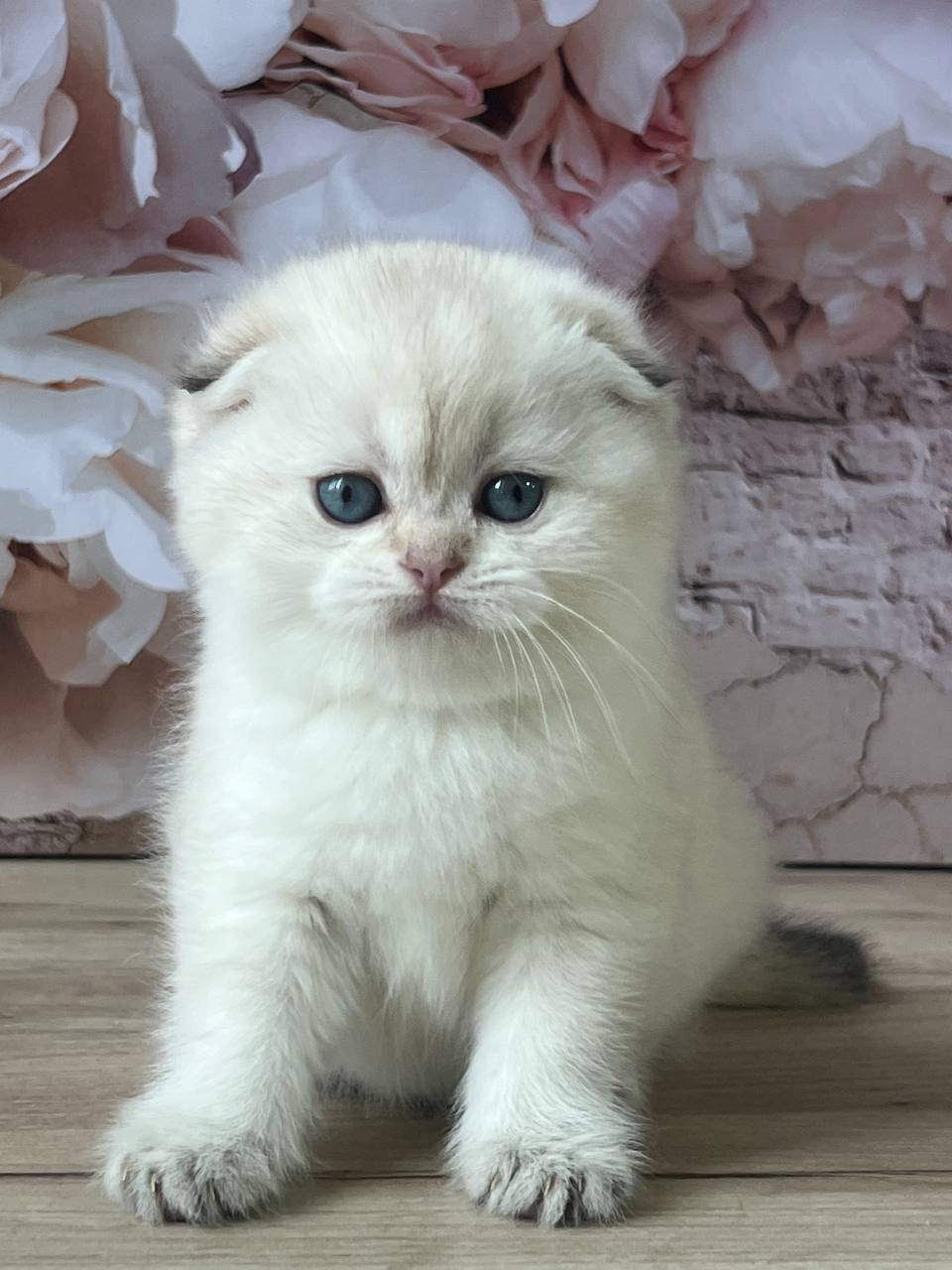 
                  
                    Bella
                  
                