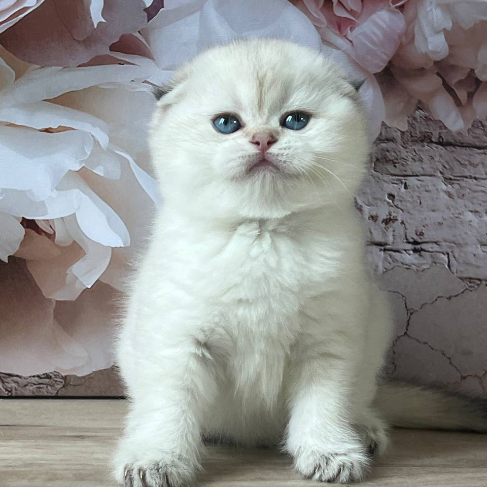 
                  
                    Bella
                  
                