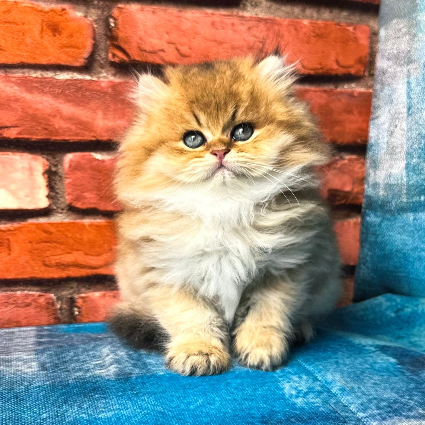 
                  
                    Kokos
                  
                