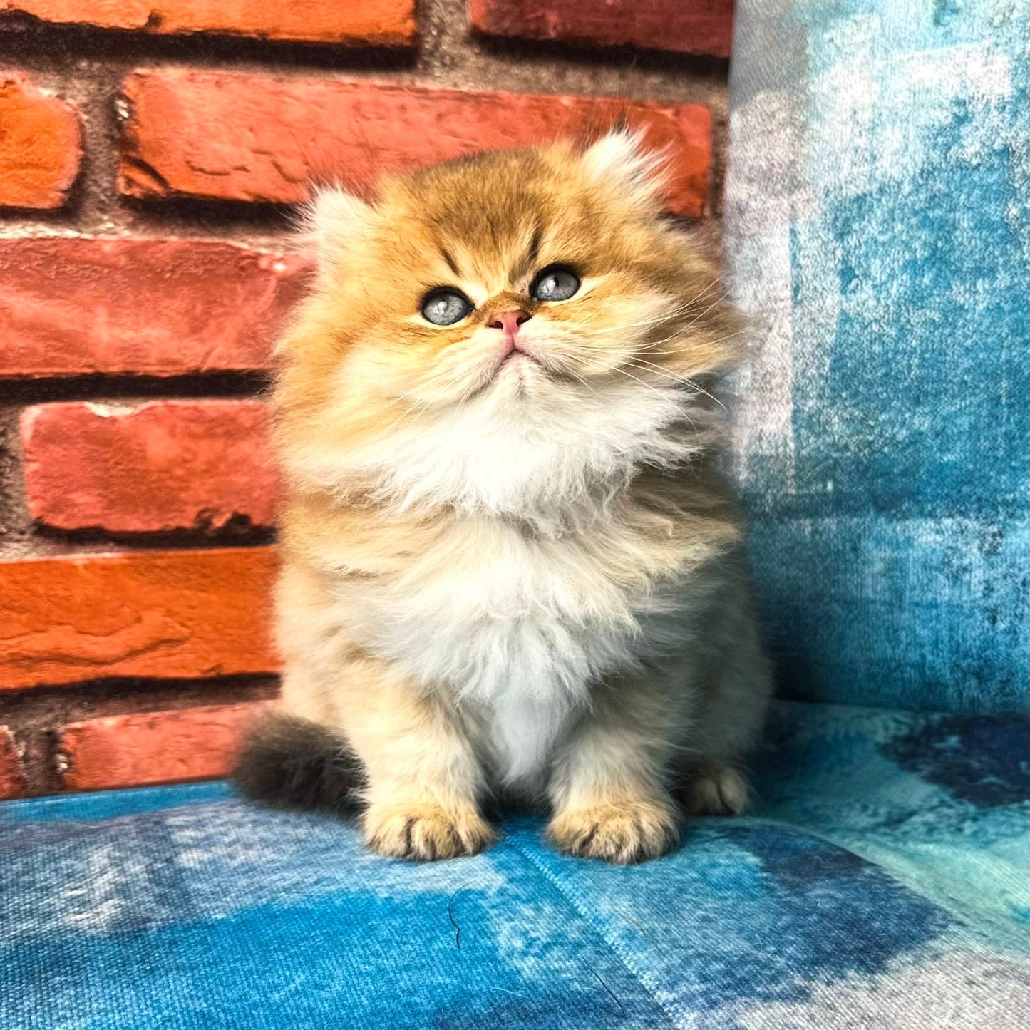 
                  
                    Kokos
                  
                