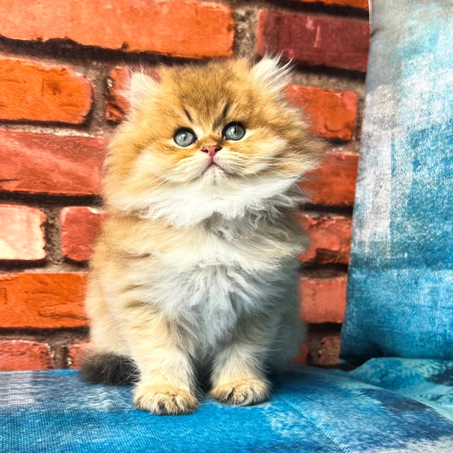 
                  
                    Kokos
                  
                