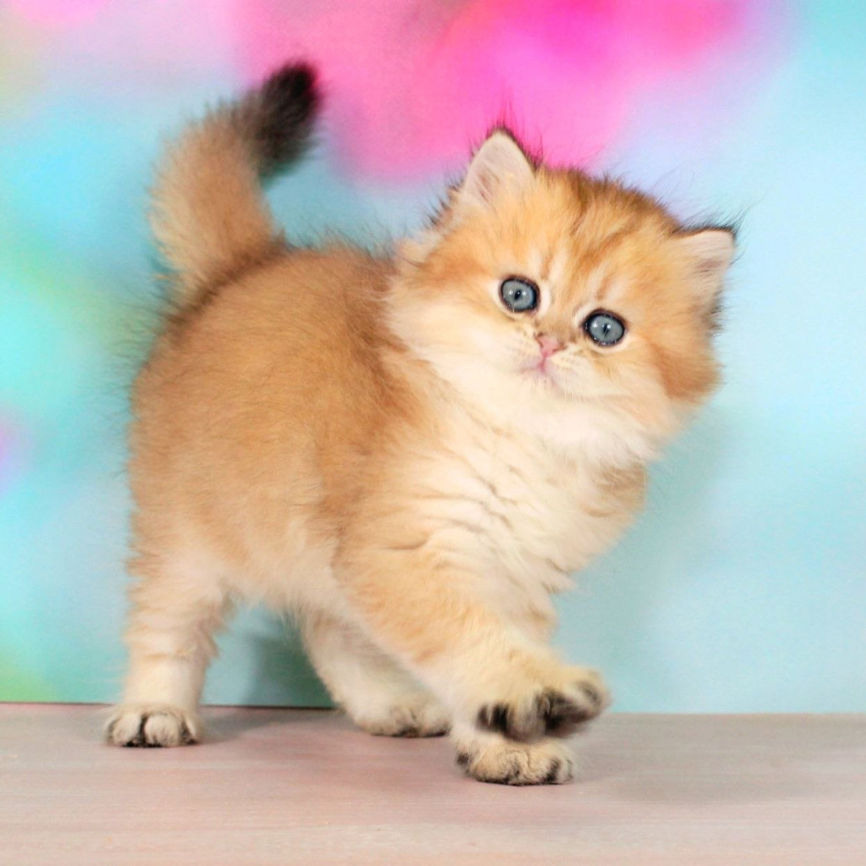 
                  
                    Romeo
                  
                