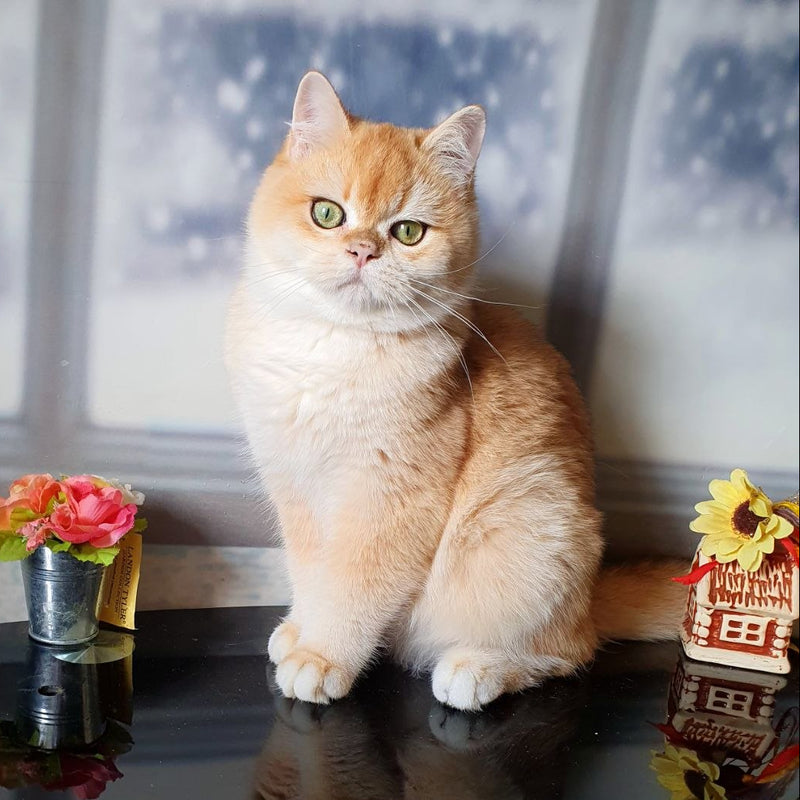 Robert