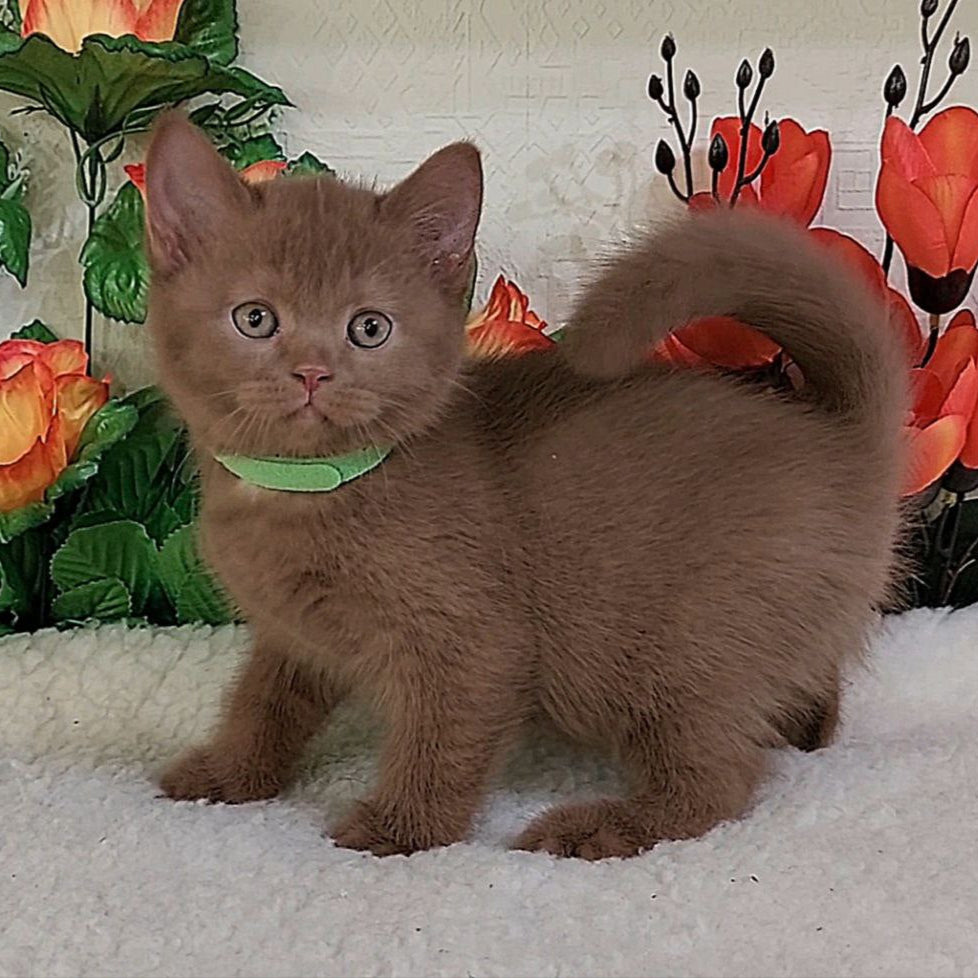 Freya