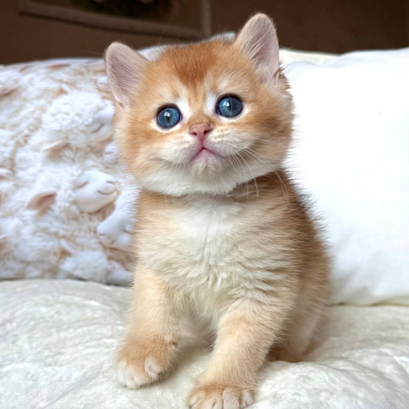 Oliver