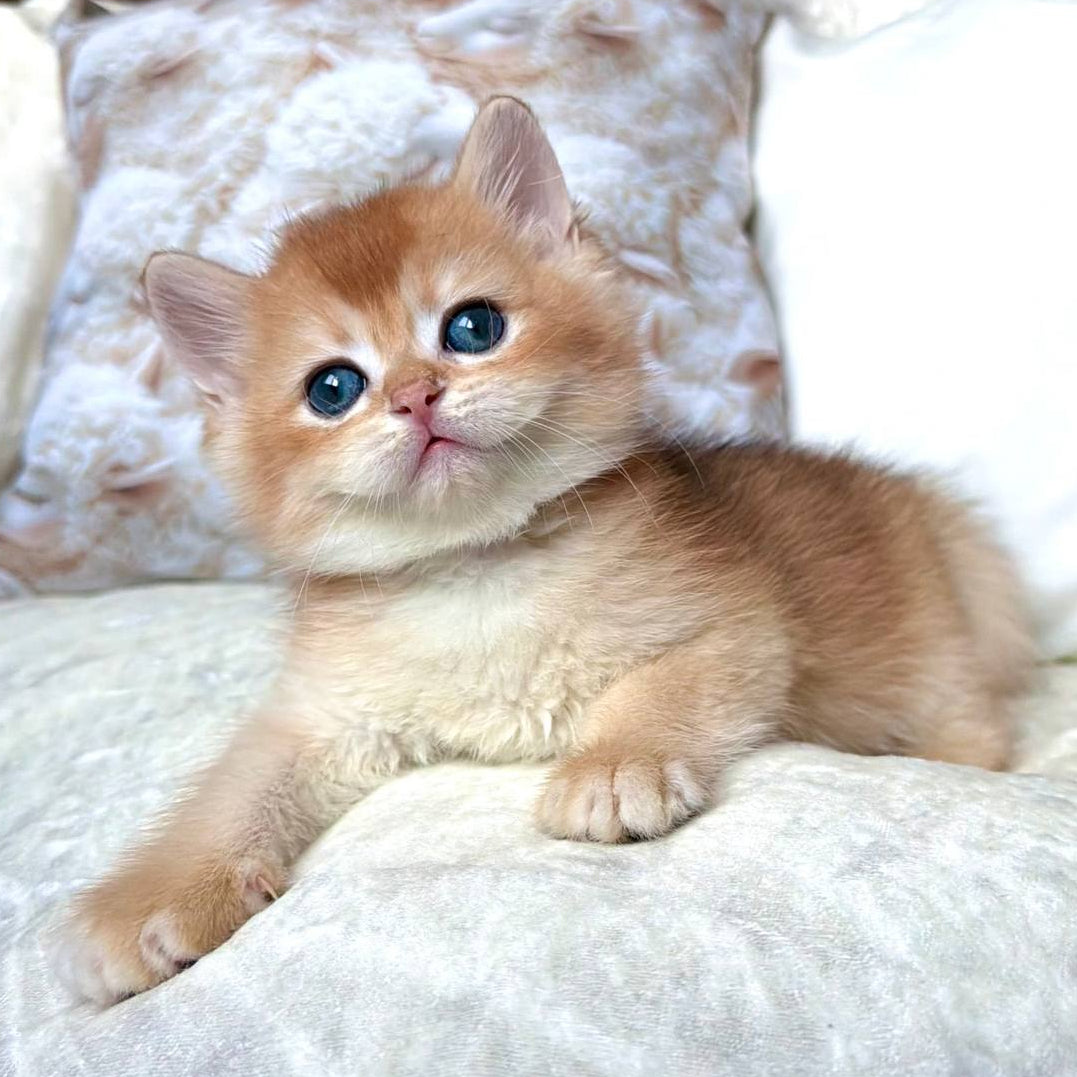 
                  
                    Oliver
                  
                