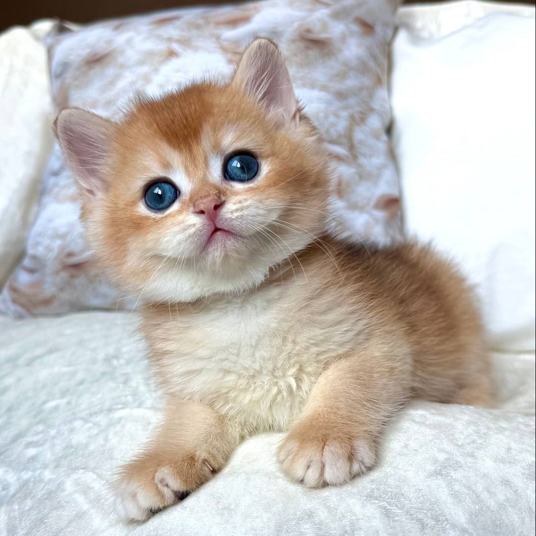 
                  
                    Oliver
                  
                