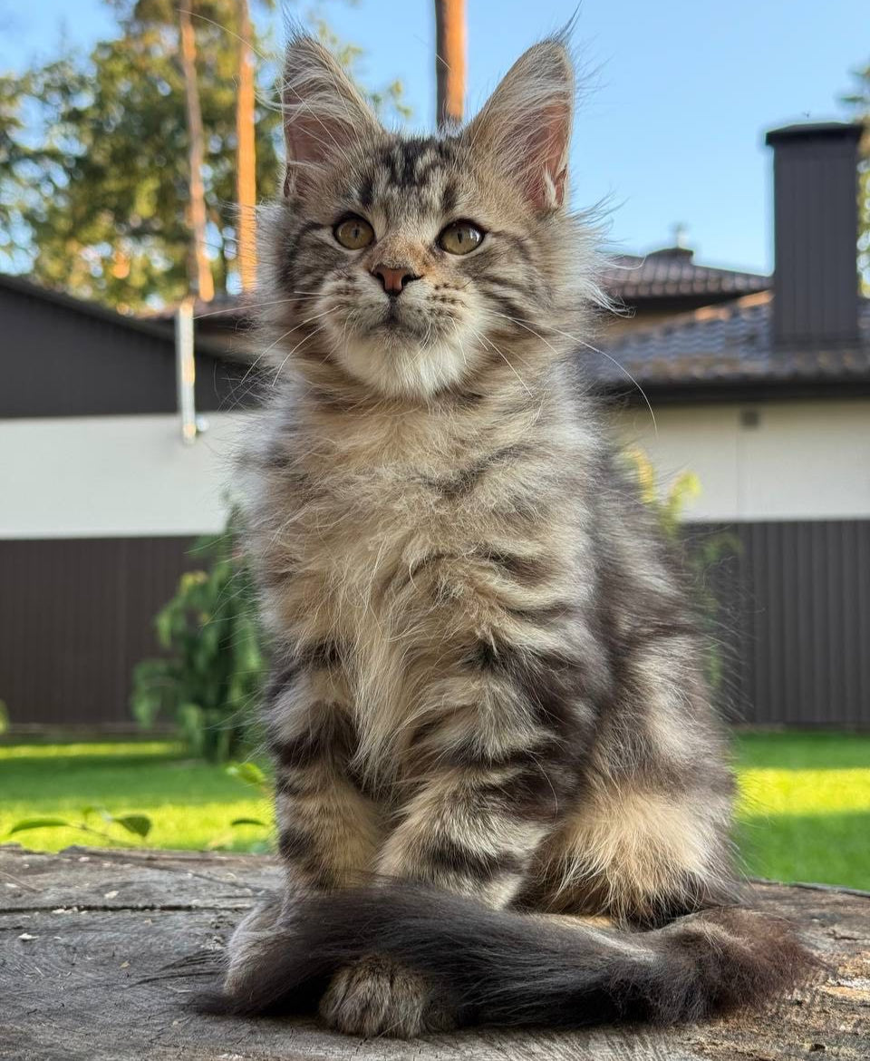 
                  
                    Baron
                  
                