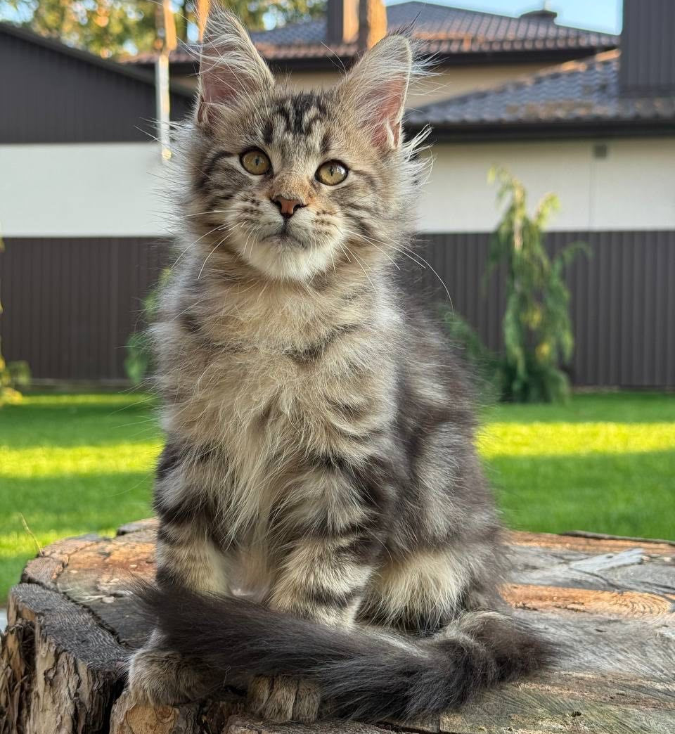 
                  
                    Baron
                  
                