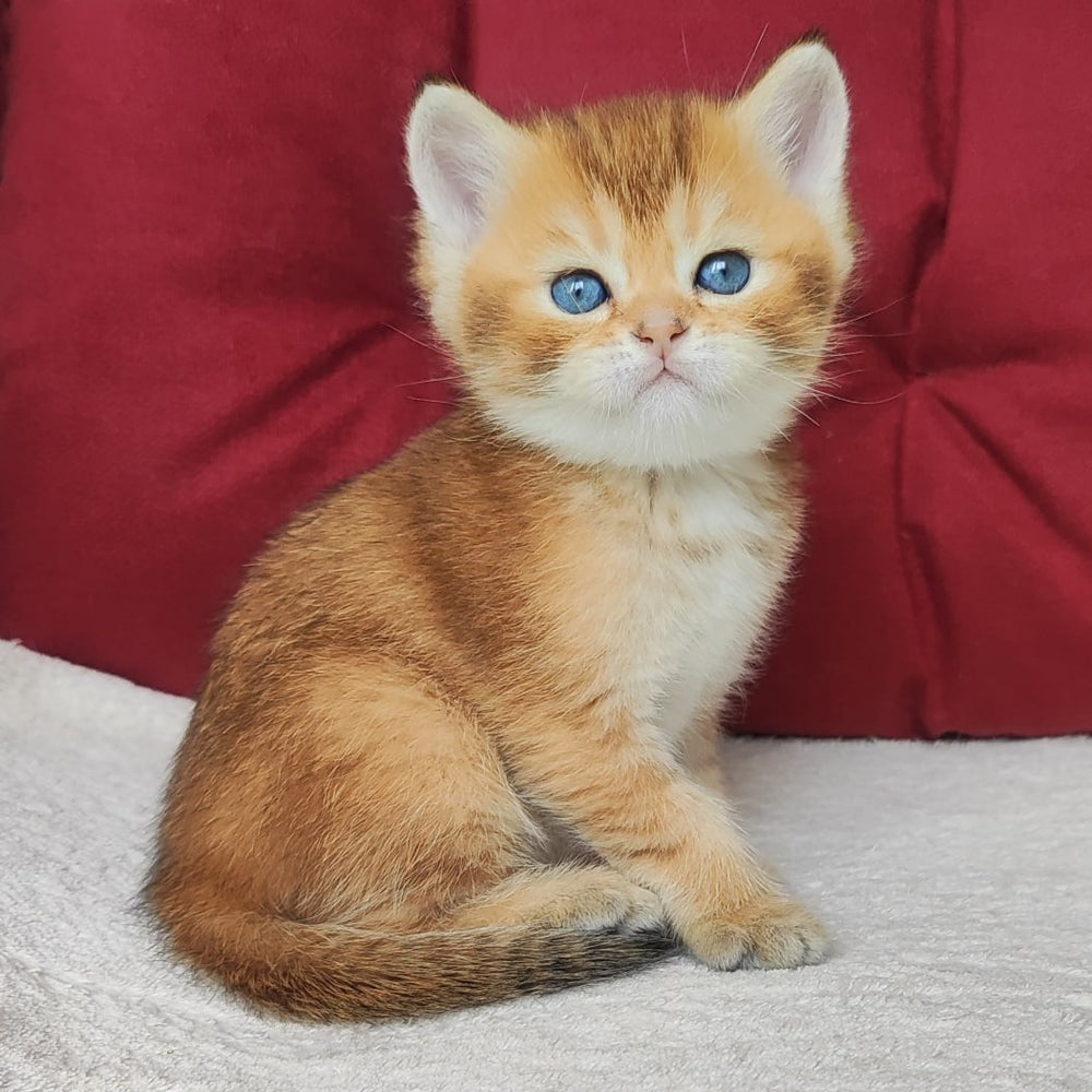 Oscar