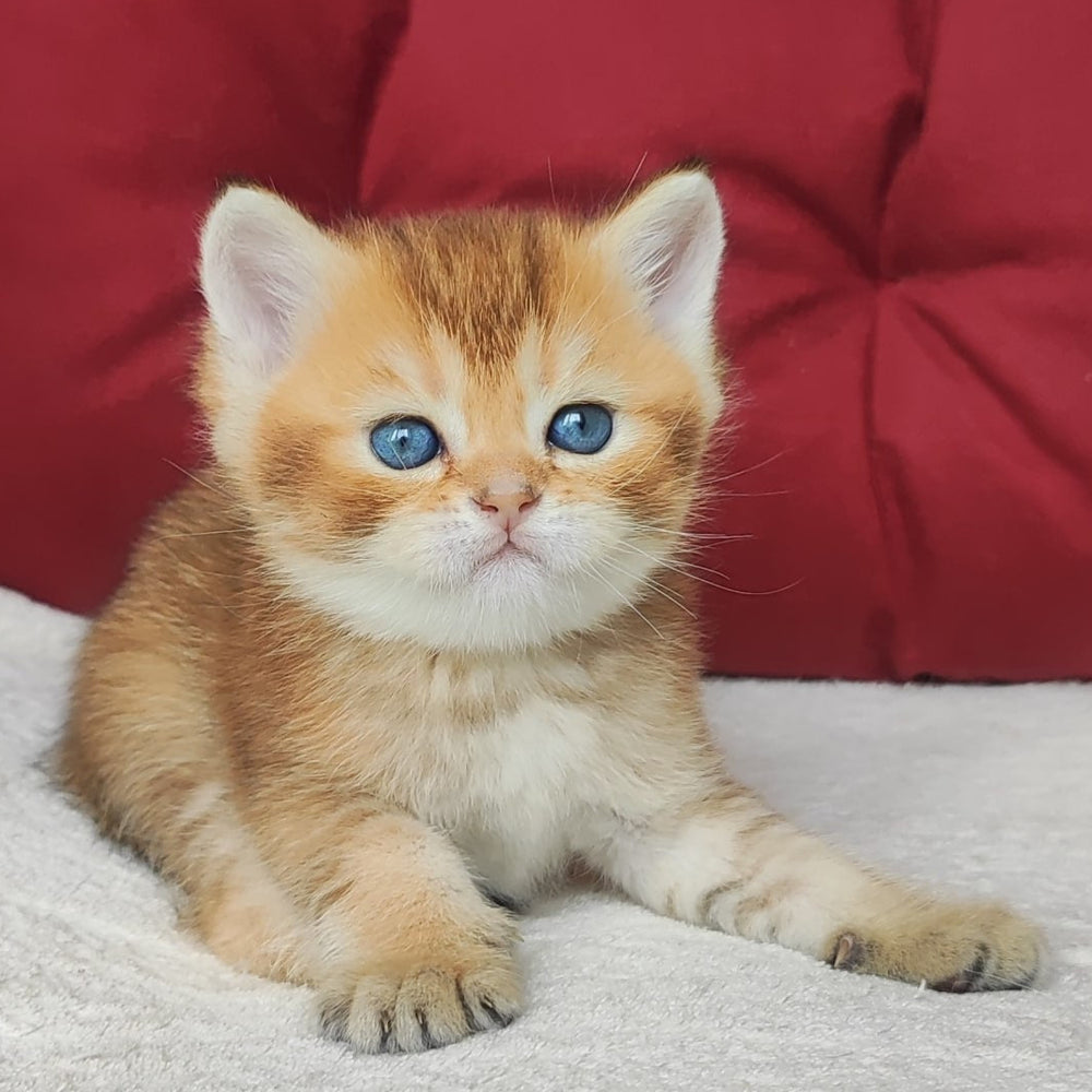 
                  
                    Oscar
                  
                