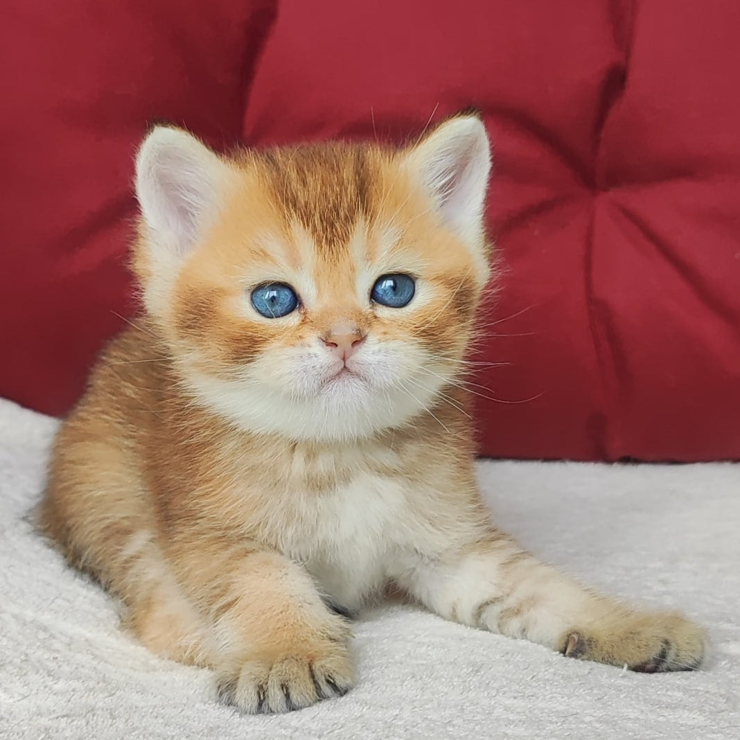 
                  
                    Oscar
                  
                