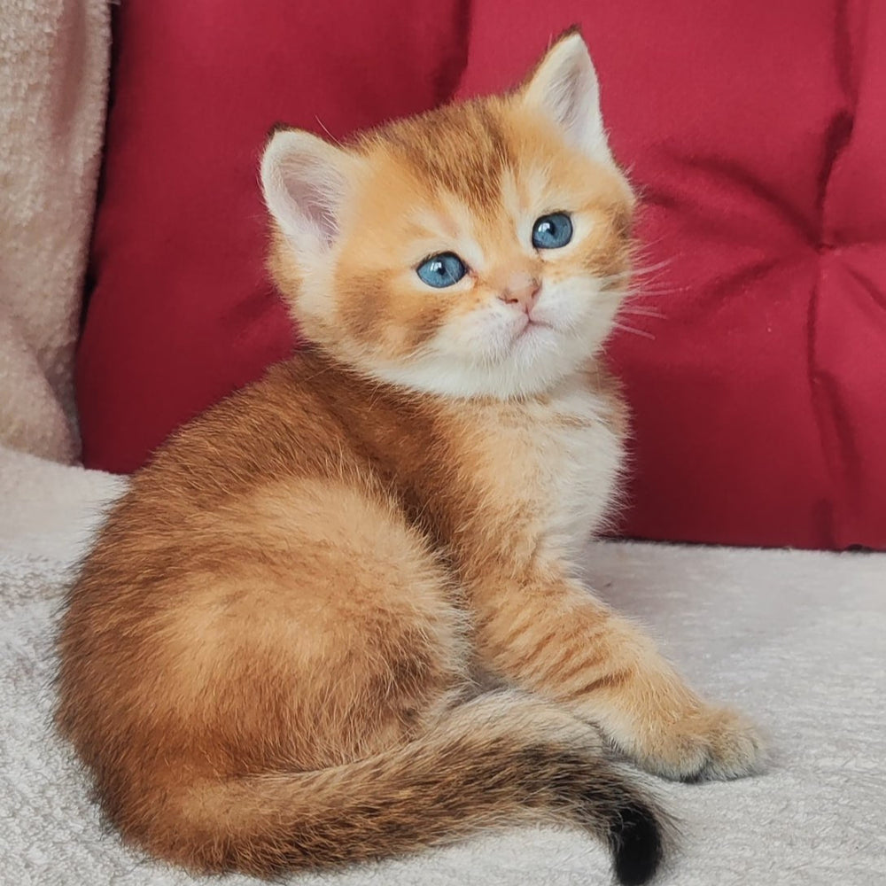 
                  
                    Oscar
                  
                
