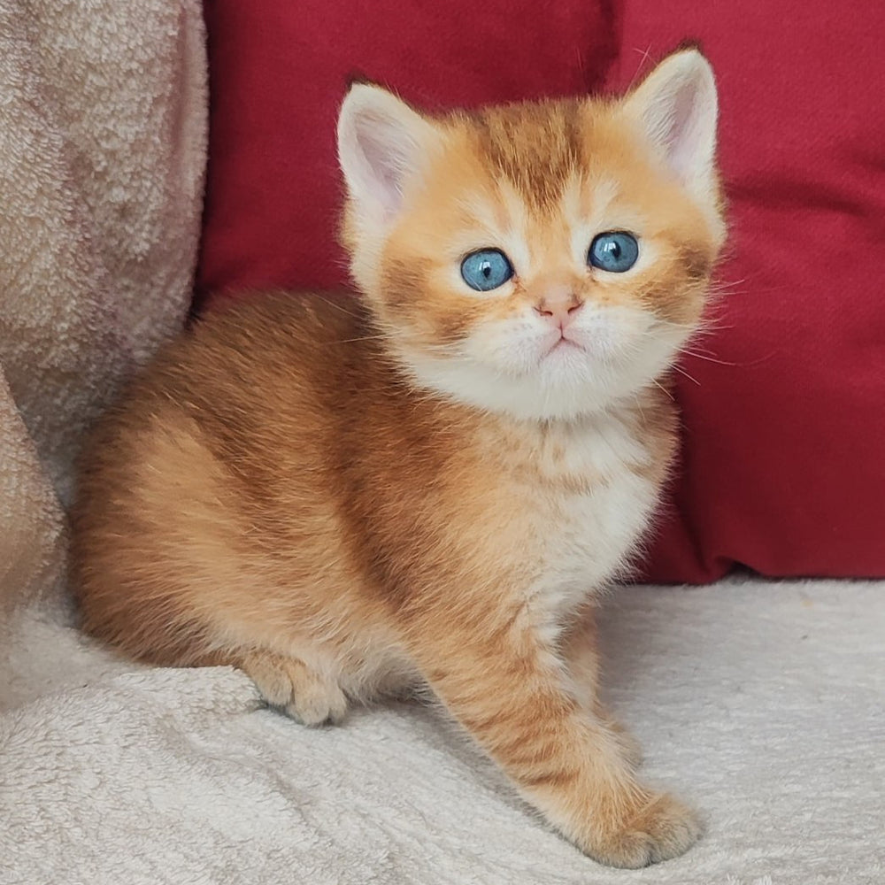 
                  
                    Oscar
                  
                