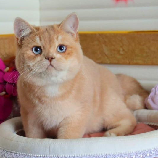Apricot