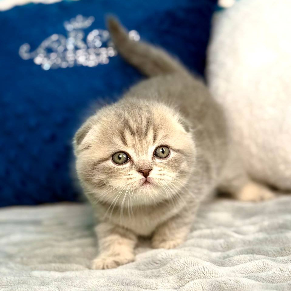 
                  
                    Junior
                  
                