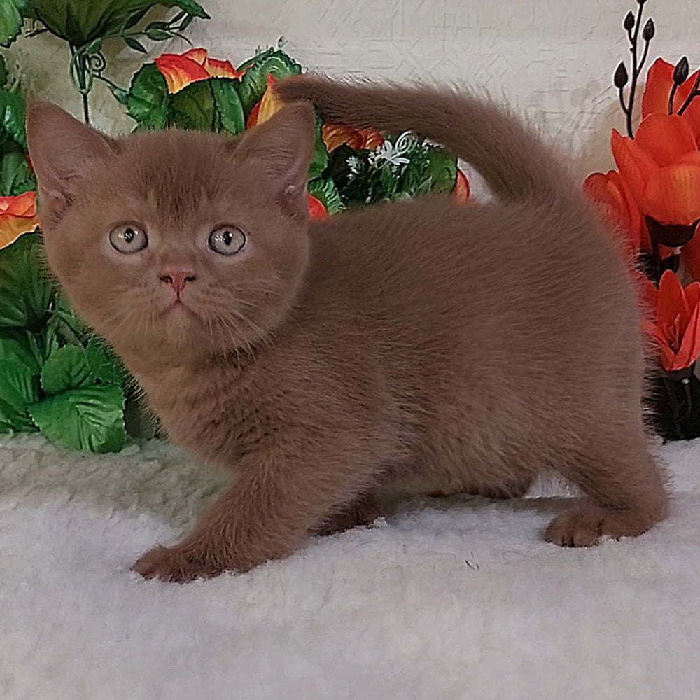Felix