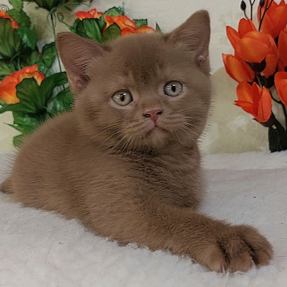 
                  
                    Felix
                  
                