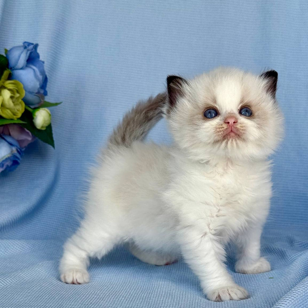 Alice