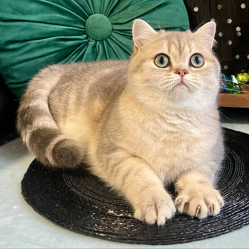 Timur