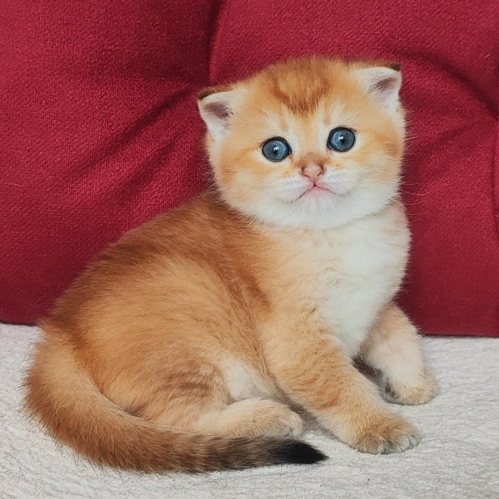 Olli