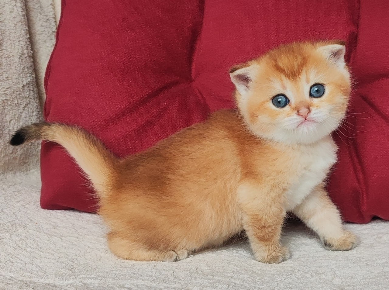 
                  
                    Olli
                  
                