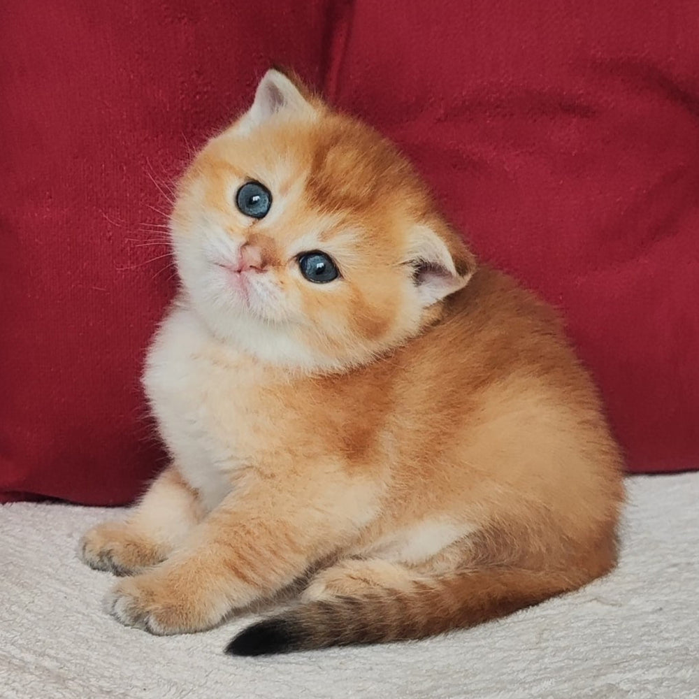 
                  
                    Olli
                  
                