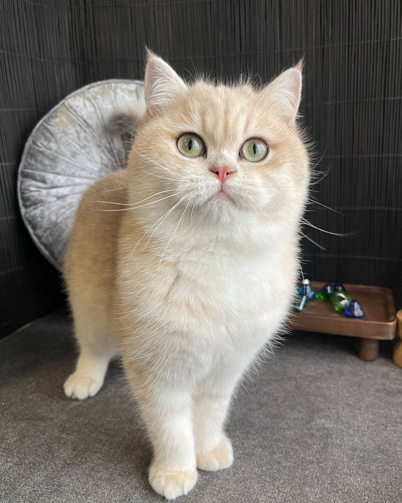 Umka