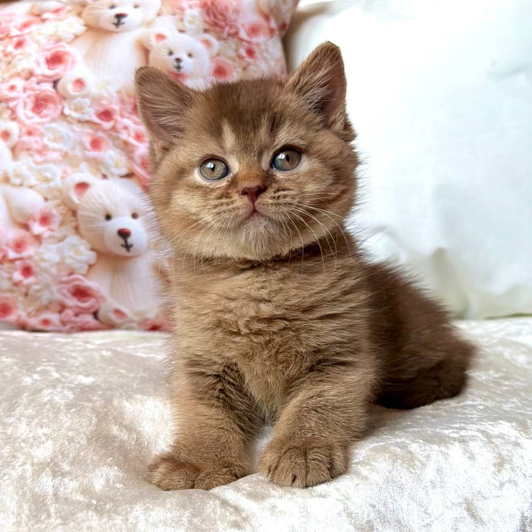 
                  
                    Ming
                  
                