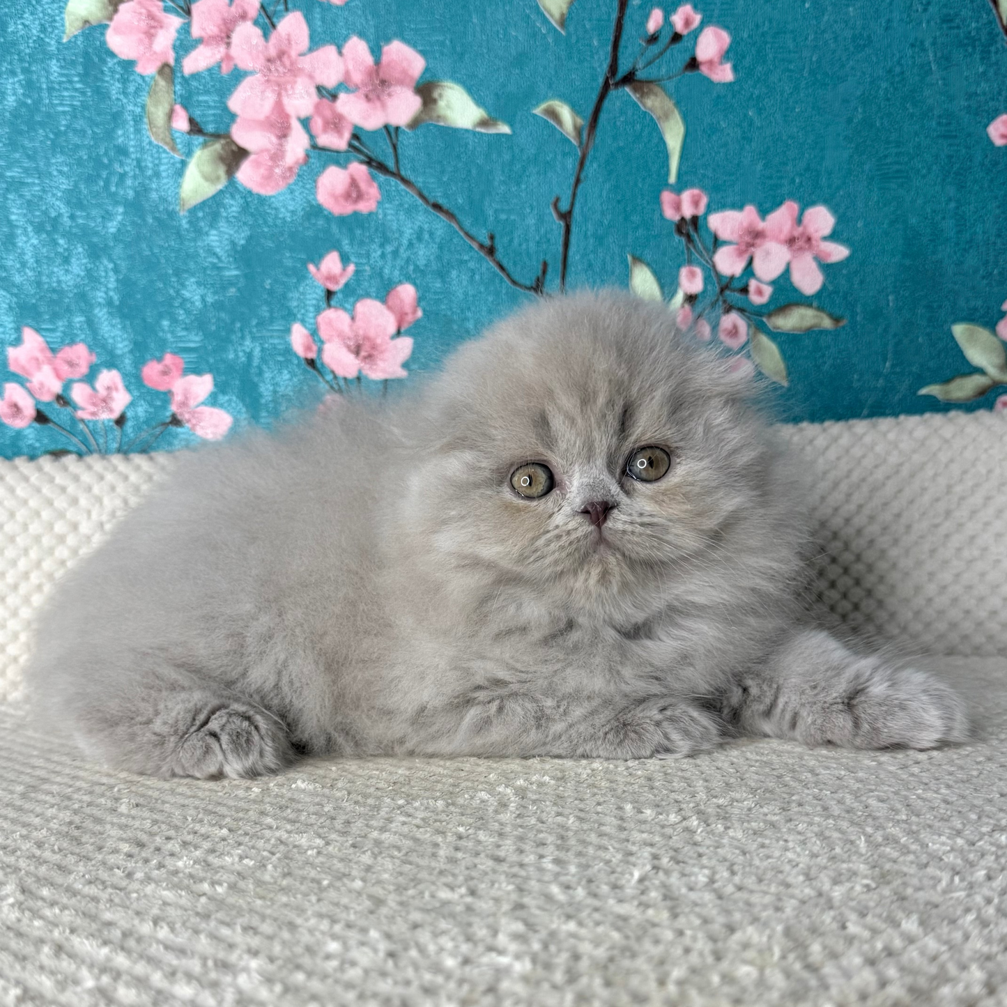 
                  
                    Kitty
                  
                