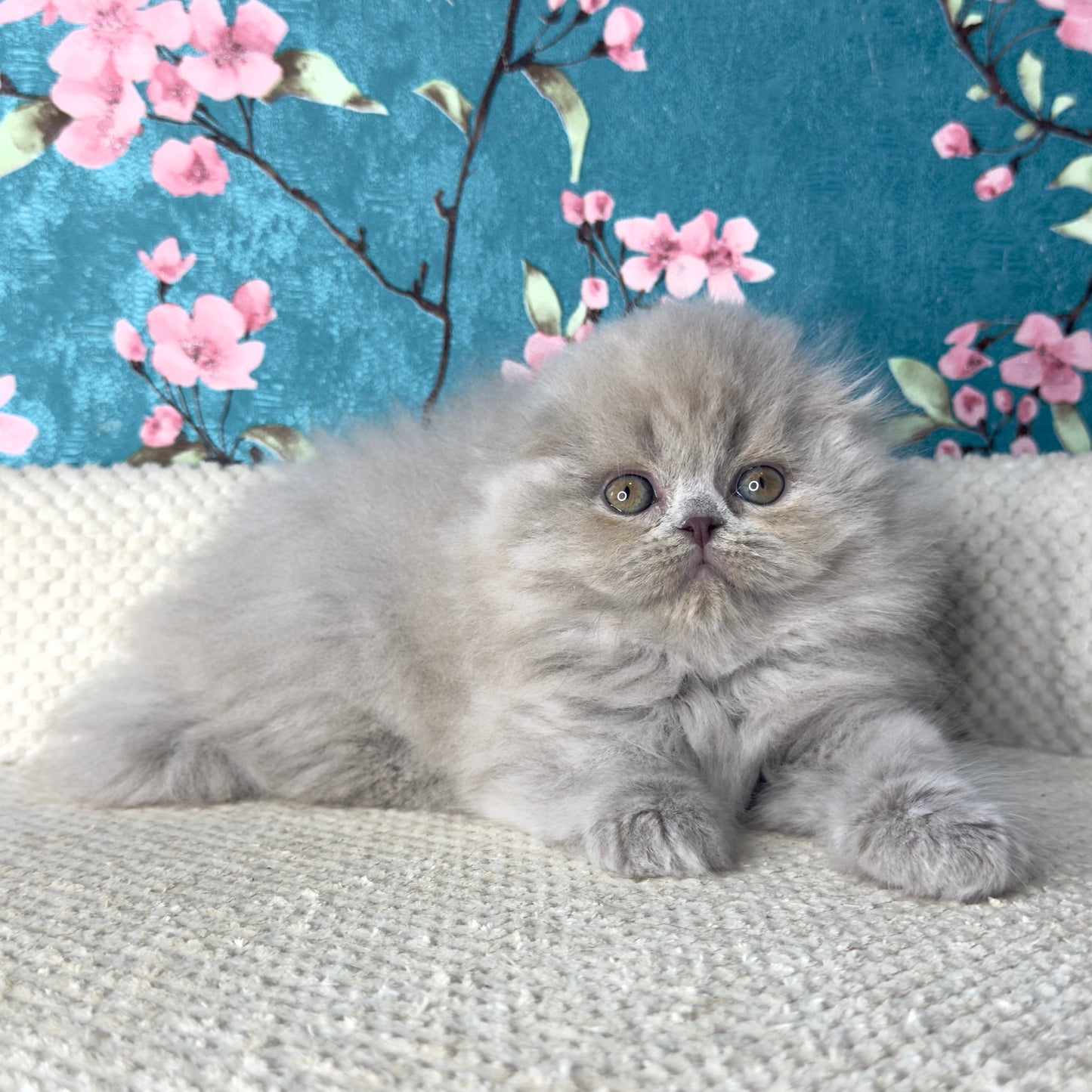 
                  
                    Kitty
                  
                