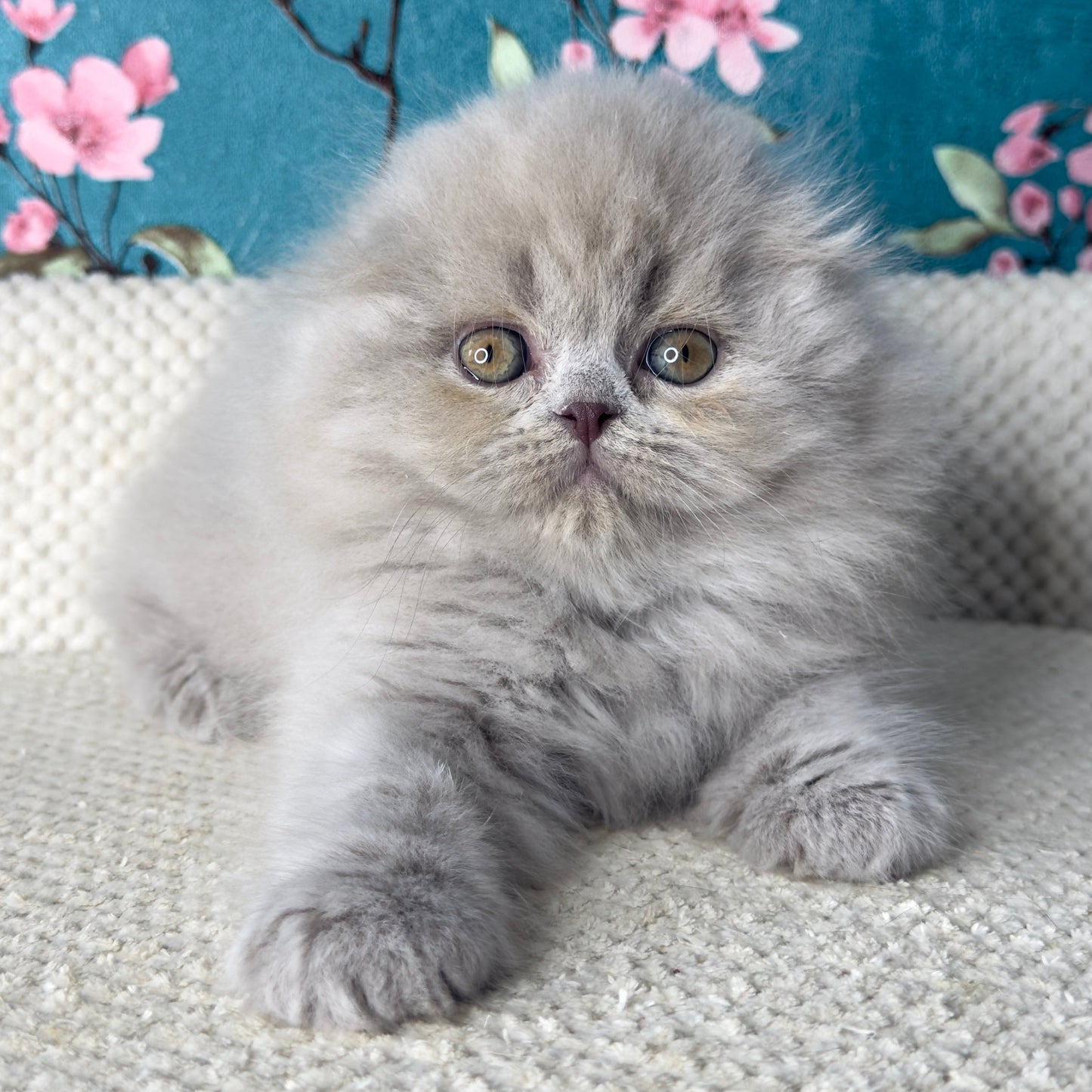 
                  
                    Kitty
                  
                