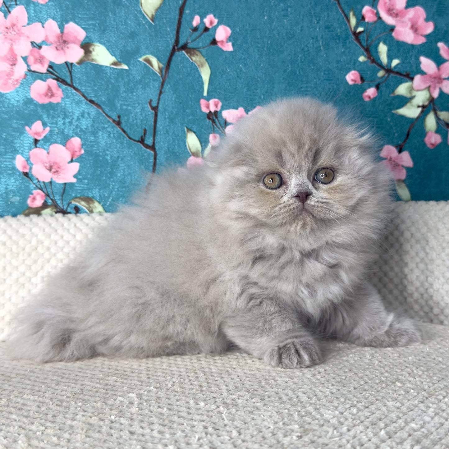 
                  
                    Kitty
                  
                